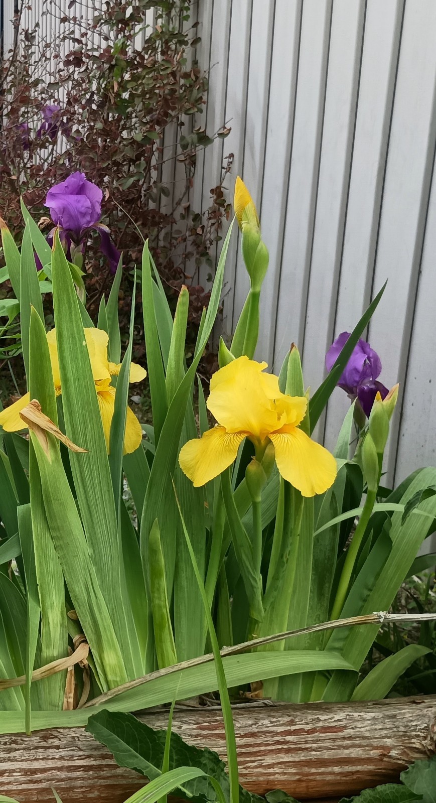 6 Mixed Bearded Iris Rhizomes – Yellow & Purple – Freshly Dug. – Mature Bulbs