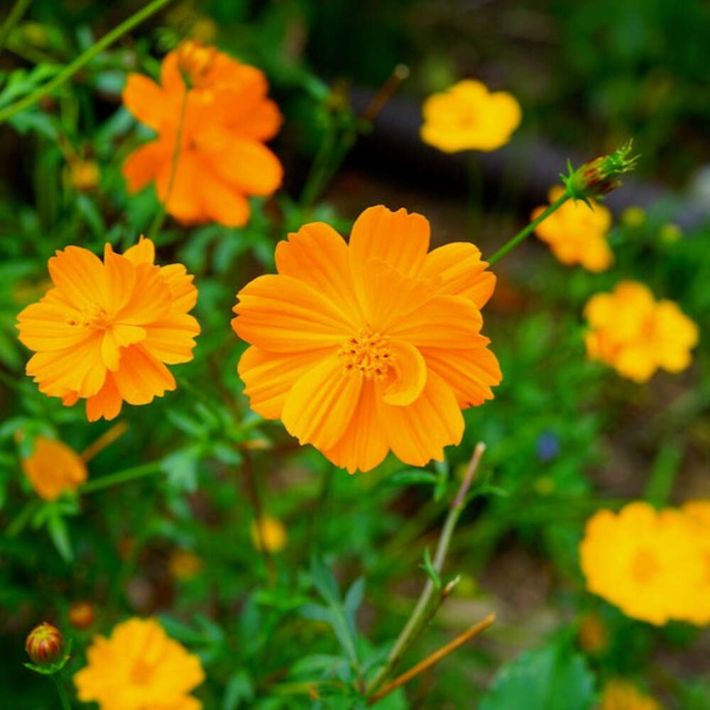 Orange Cosmos Seeds (Cosmos sulphureus) ~Dye Plant Wildflower Pollinator Garden