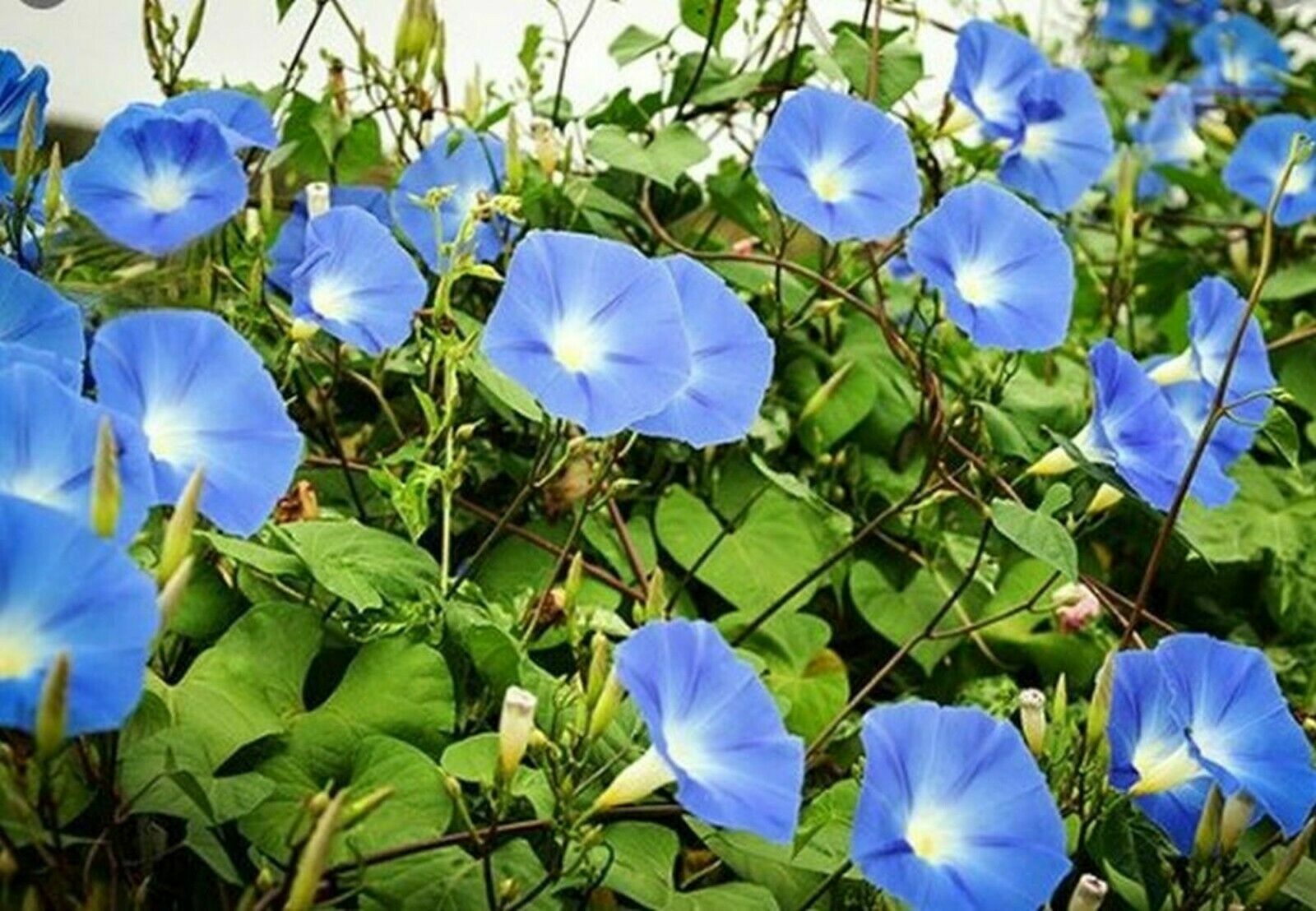 335 Heavenly Blue Morning Glory Refrigerated Seeds~Fresh Crops-No Poison Coating