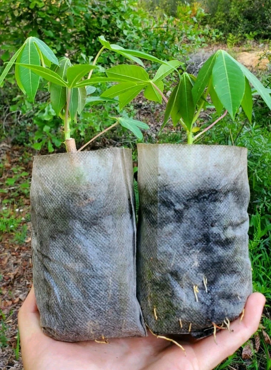 2 x Togo Sweet Cassava Plants / Beyond Organic Yuca