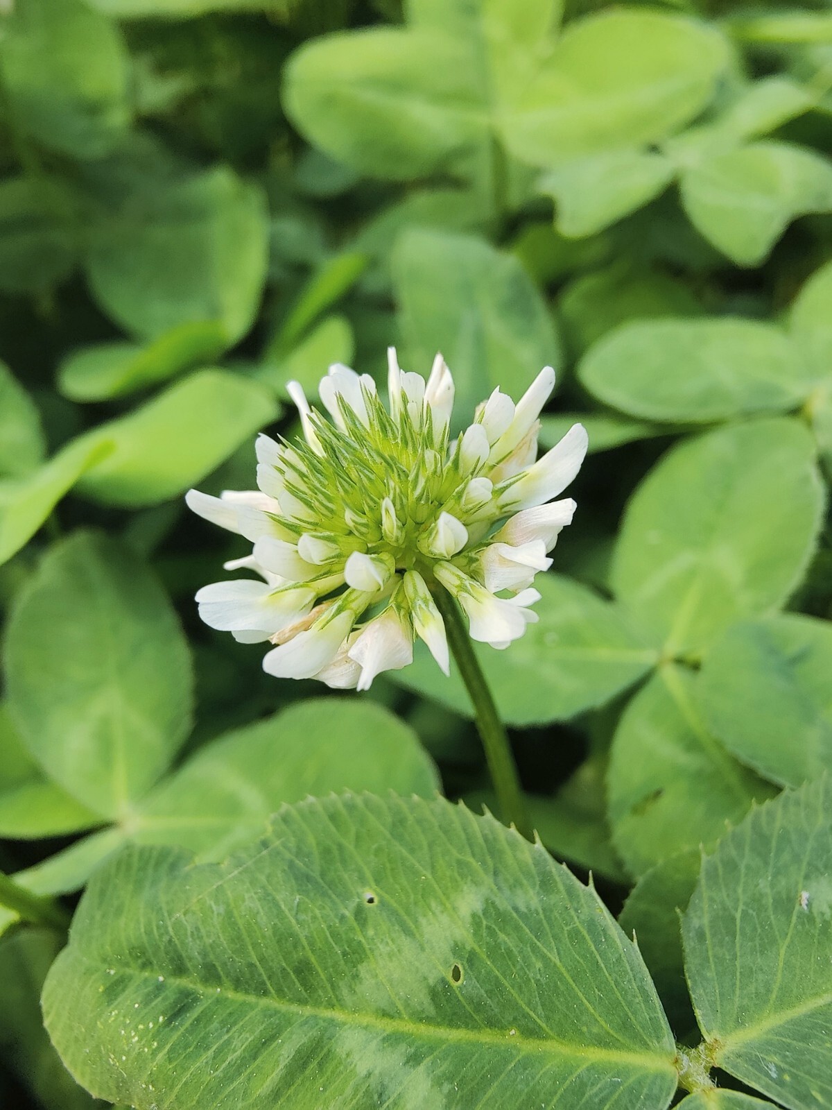Dutch White Clover Cover Crop Seeds – NON-GMO – Heirloom Lawn Alternative