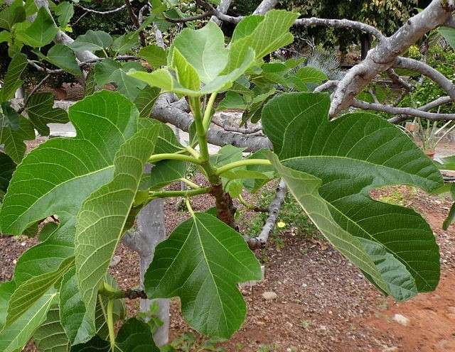 10 desert king fig cuttings. hardy, large fruit