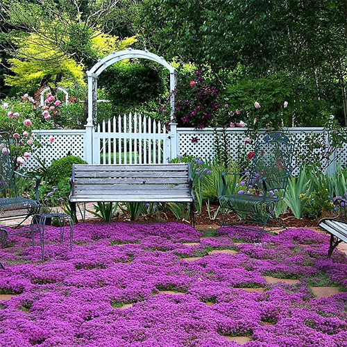 Creeping Thyme Seeds | Non-GMO | Free Shipping | Herb Seeds | Seed Store | 1159