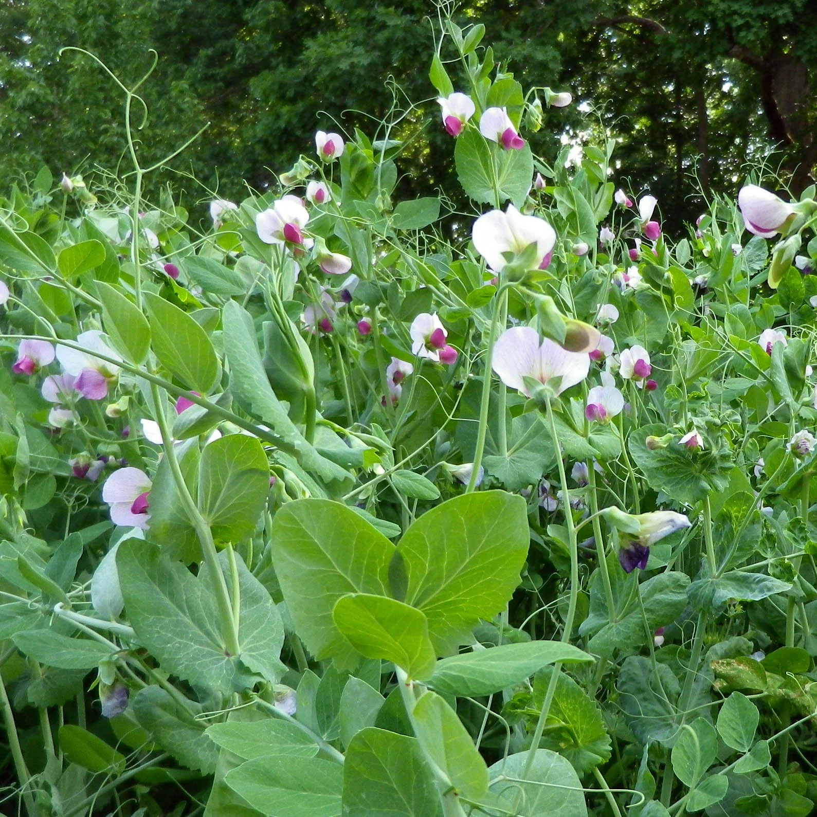 Austrian Winter Pea Seeds |Cold Hardy Shelling Snap Peas Seed 2024 Fast Shipping