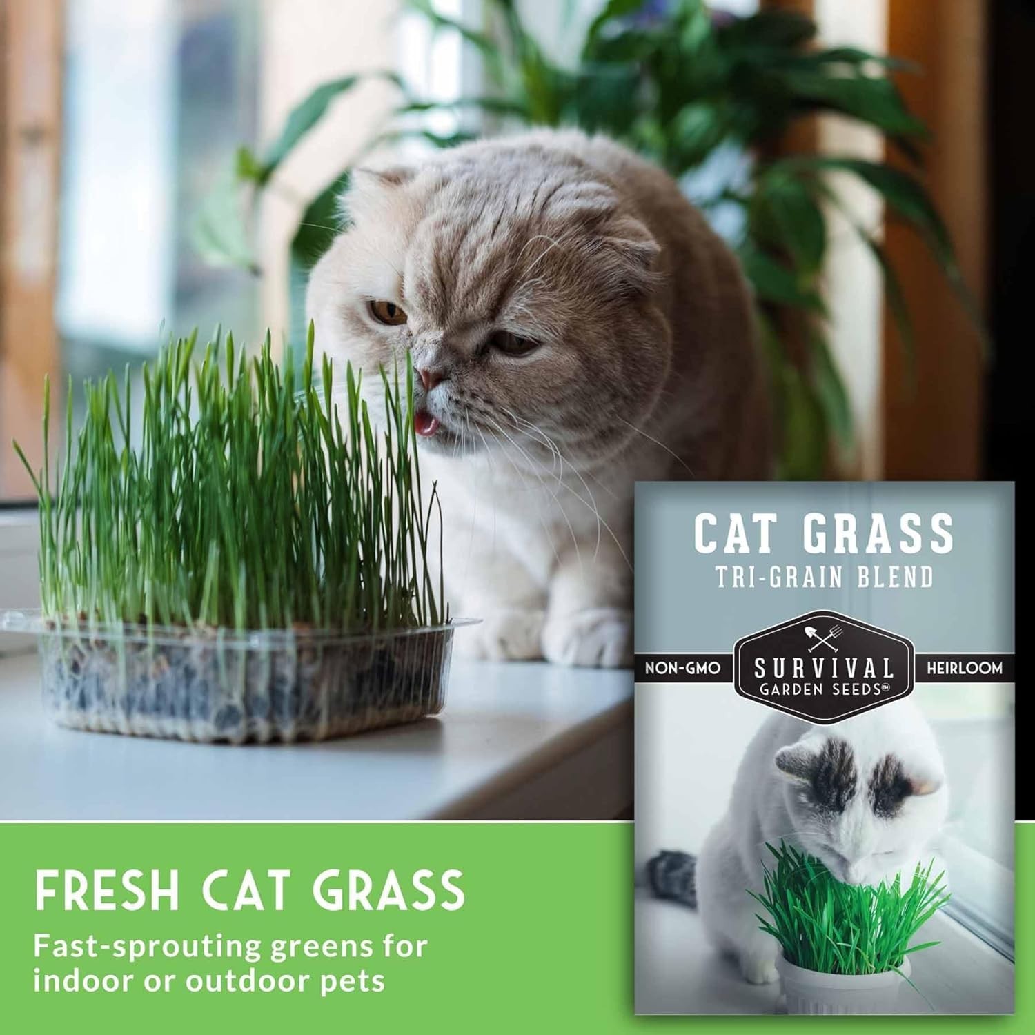 Pet-Friendly Cat Grass Seeds – Heirloom Tri-Grain Blend for -Round Growing