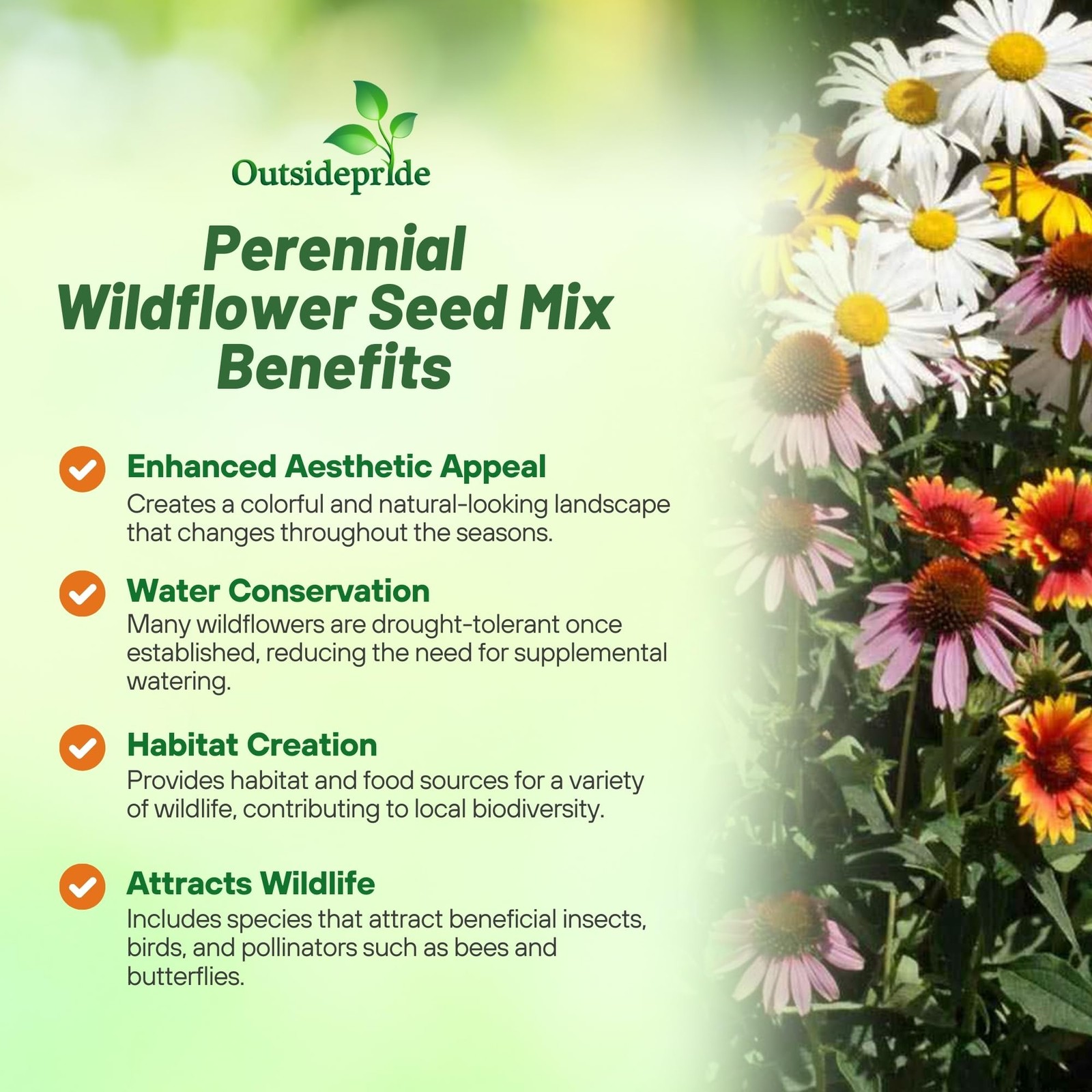 Perennial Wild Flower Seed Mix – 1 lb. Diverse, Long-Lasting Blooms, Easy to …