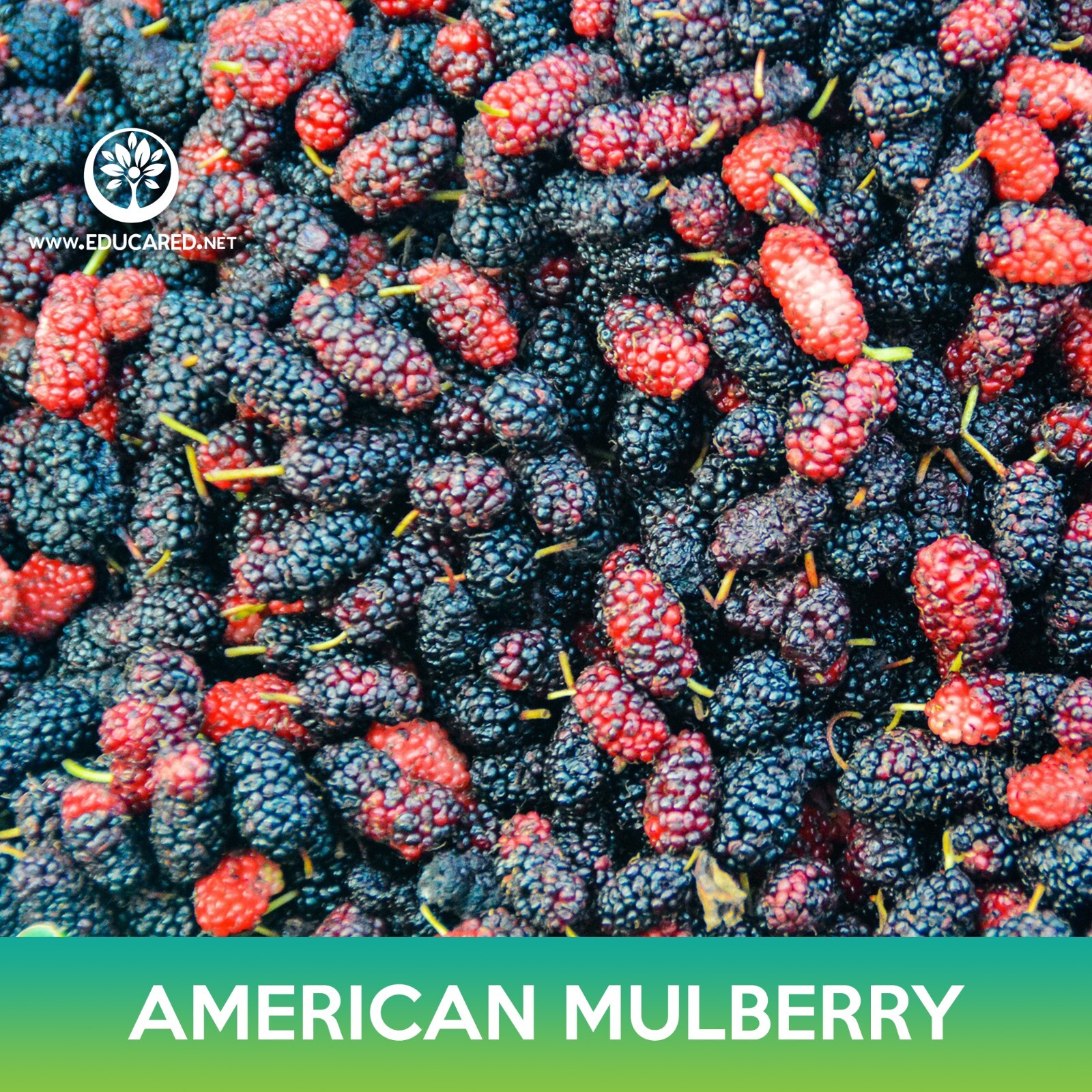 American Mulberry Seeds, Red Mulberry, Morus rubra, Combined Shipping on 500+