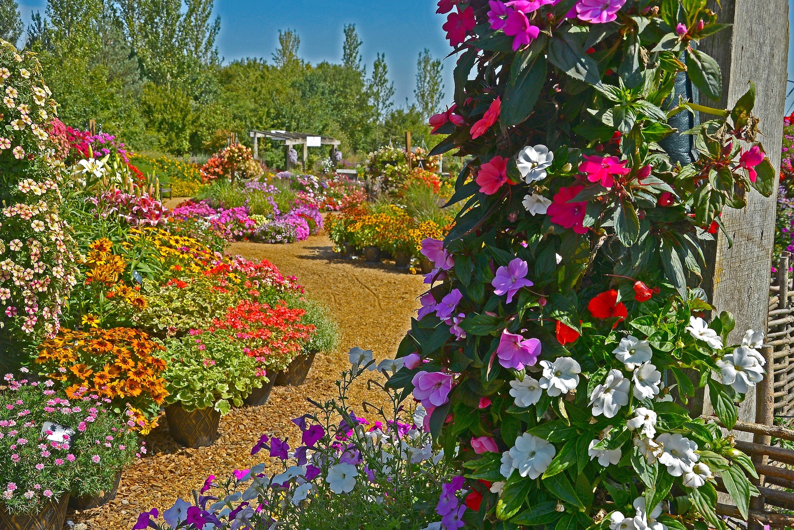 50 MIXED COLORS DWARF IMPATIENS Walleriana Red Pink Orange Shade Flower Seeds