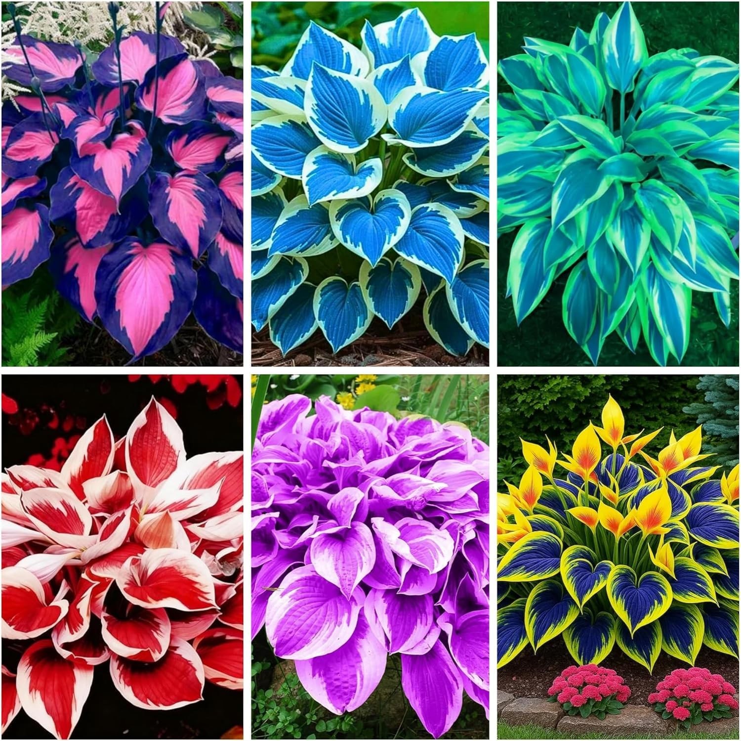 340+ Hosta Seeds HeartShaped Hosta Bare Roots Rich Foliage, Heart Shaped Lea…
