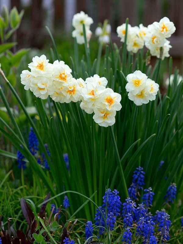 Daffodil Bridal Crown Bulbs – 12 Bulbs per order