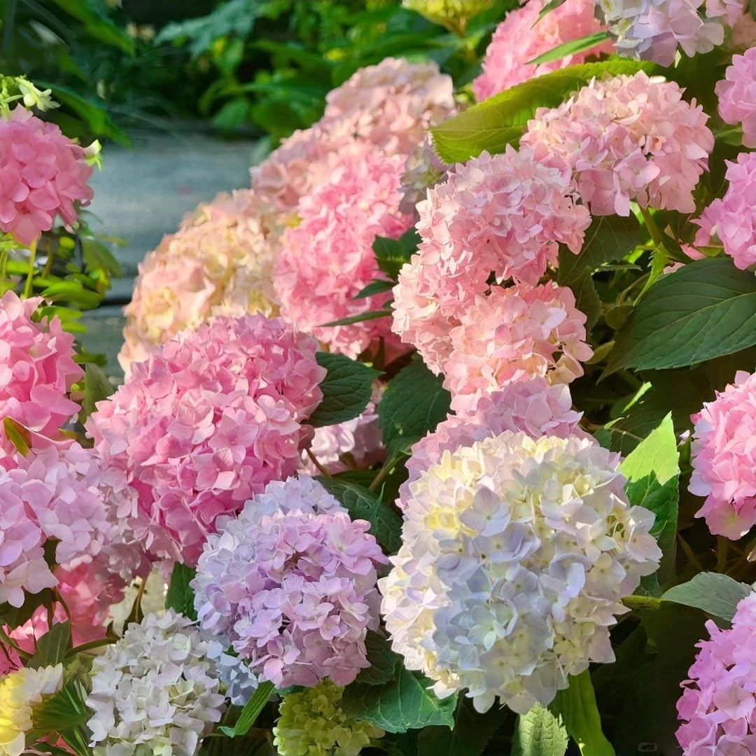Hydrangea Seeds for Planting – 45pcs Large-Bloom Perennial Shrubs – Beautiful…