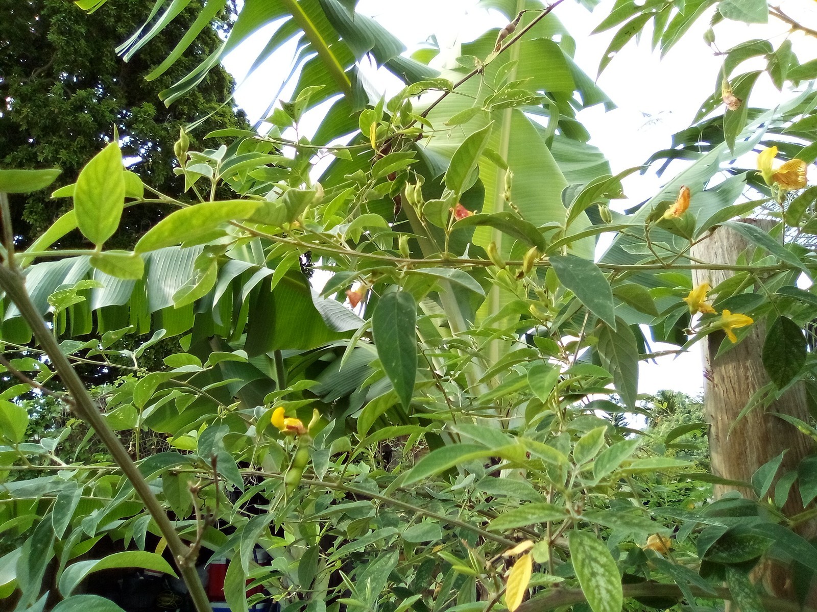 Organic Pigeon Peas Gandules 25 Seeds (Cajanus cajan) Heirloom Non GMO