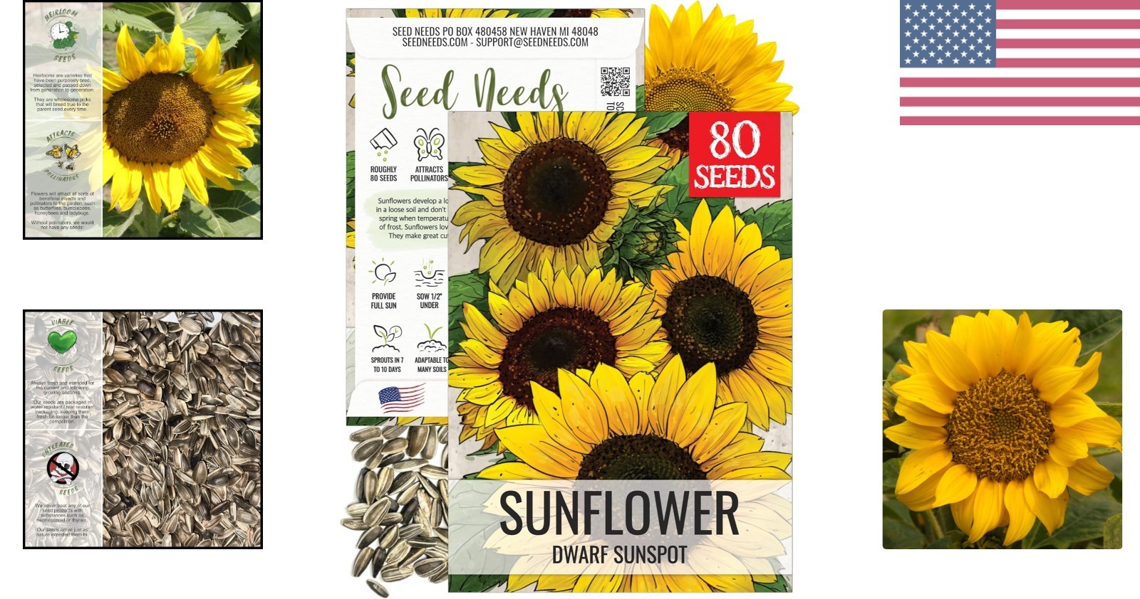 Heirloom Dwarf Sunspot Sunflower Seeds – Attract Pollinators & Brighten Gardens