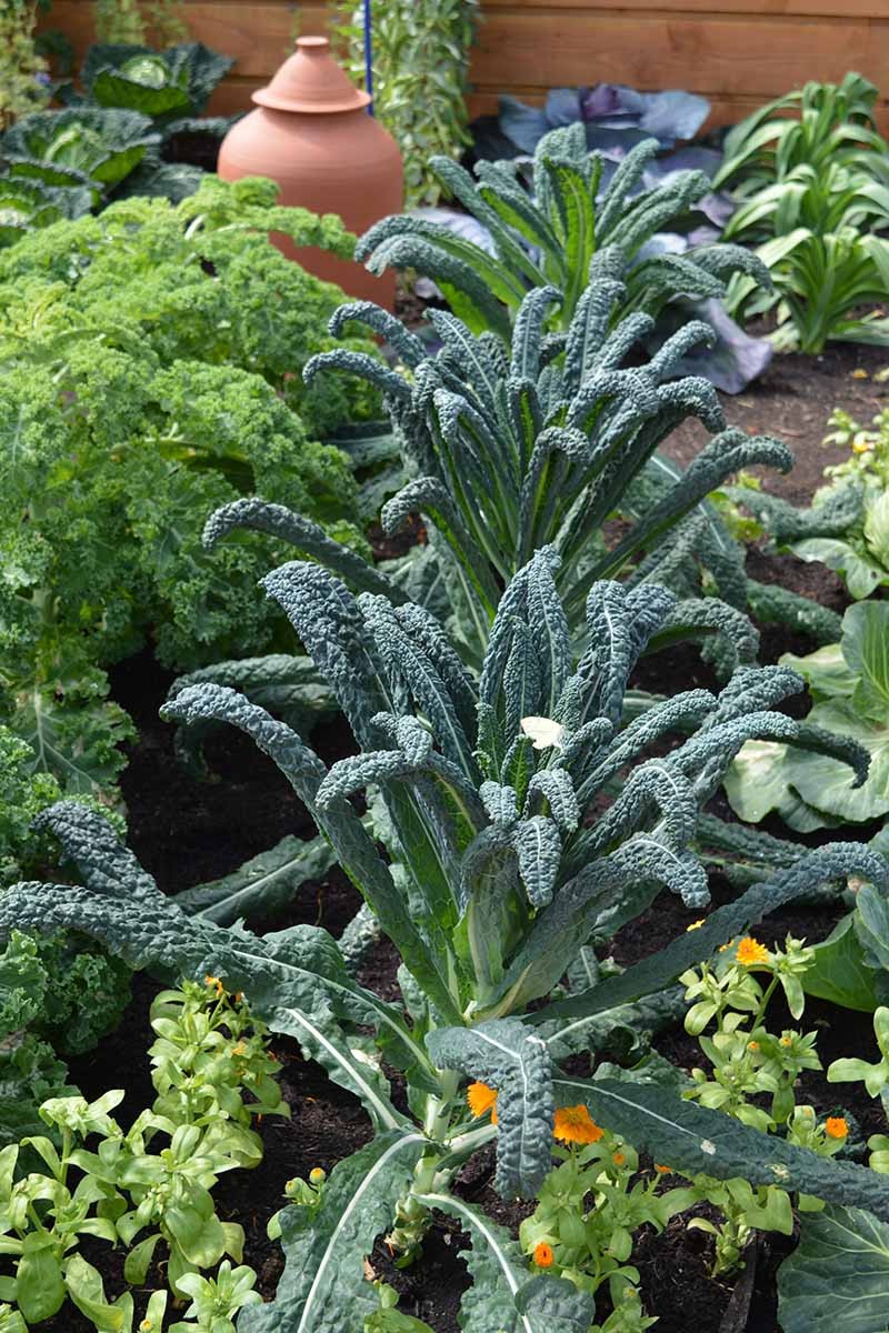 Dinosaur Kale Seeds | Lacinato Italian Tuscan Kale Garden Vegetable Seed 2024