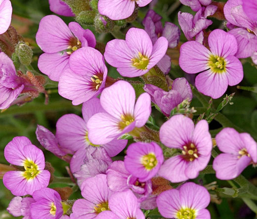 ARABIS WALL ROCK CRESS PINK Arabis Alpina Caucasica Rosea – 250 Bulk Seeds