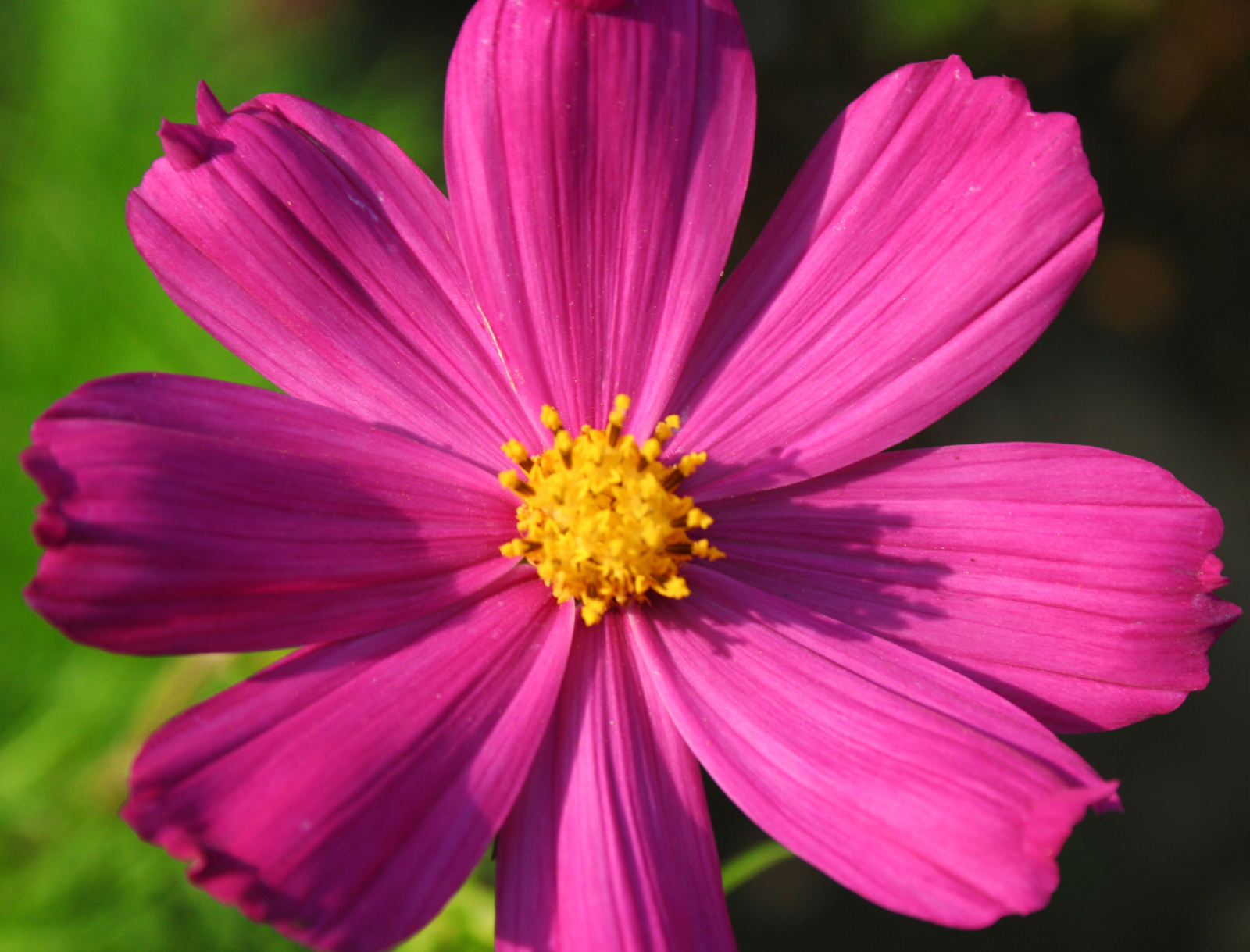 5,000 COSMOS BIPINNATUS Seeds (Dazzler Cosmos) BULK | Free shipping