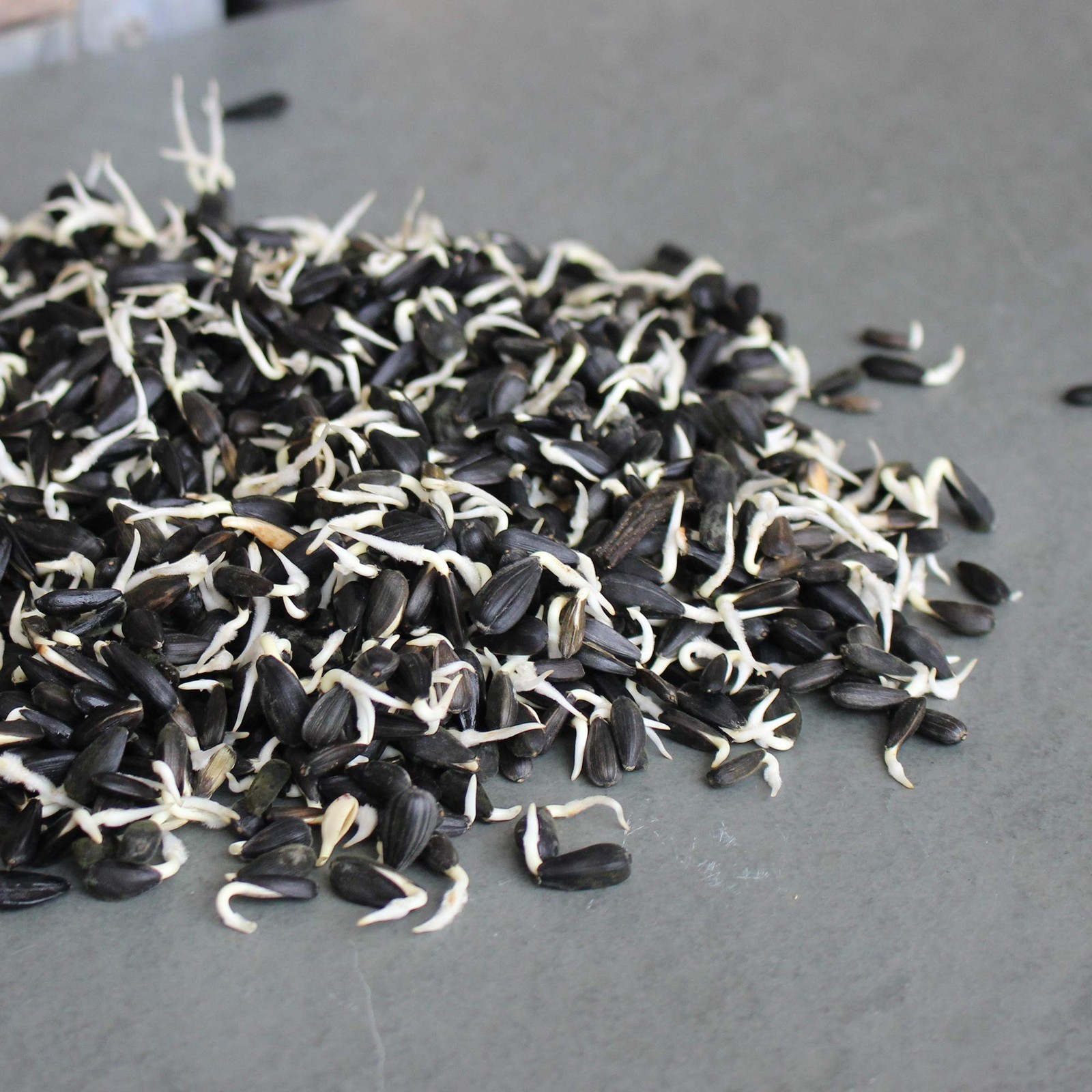 Whole Sunflower Sprouting Seeds: 5 Lb ~ 128,000 Seeds – Black Oil Sun Flower …