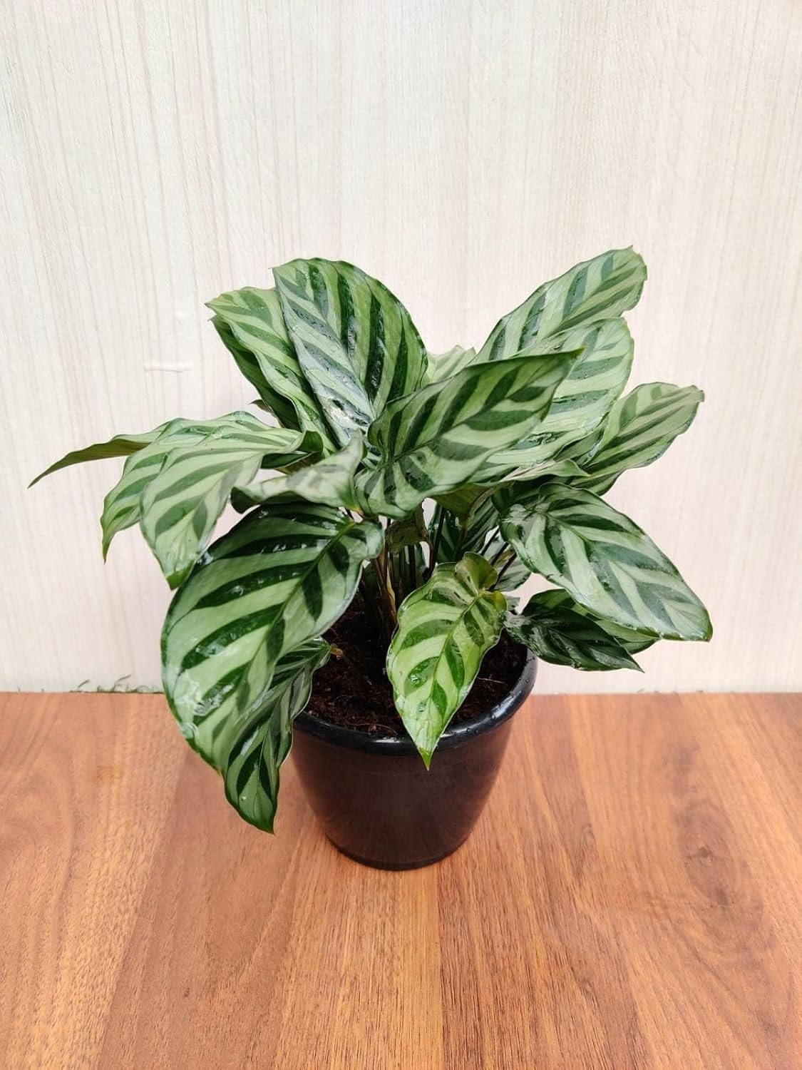 100pcs Green Calathea Plant Seeds for Planting, Tropical Foliage Seeds for In…