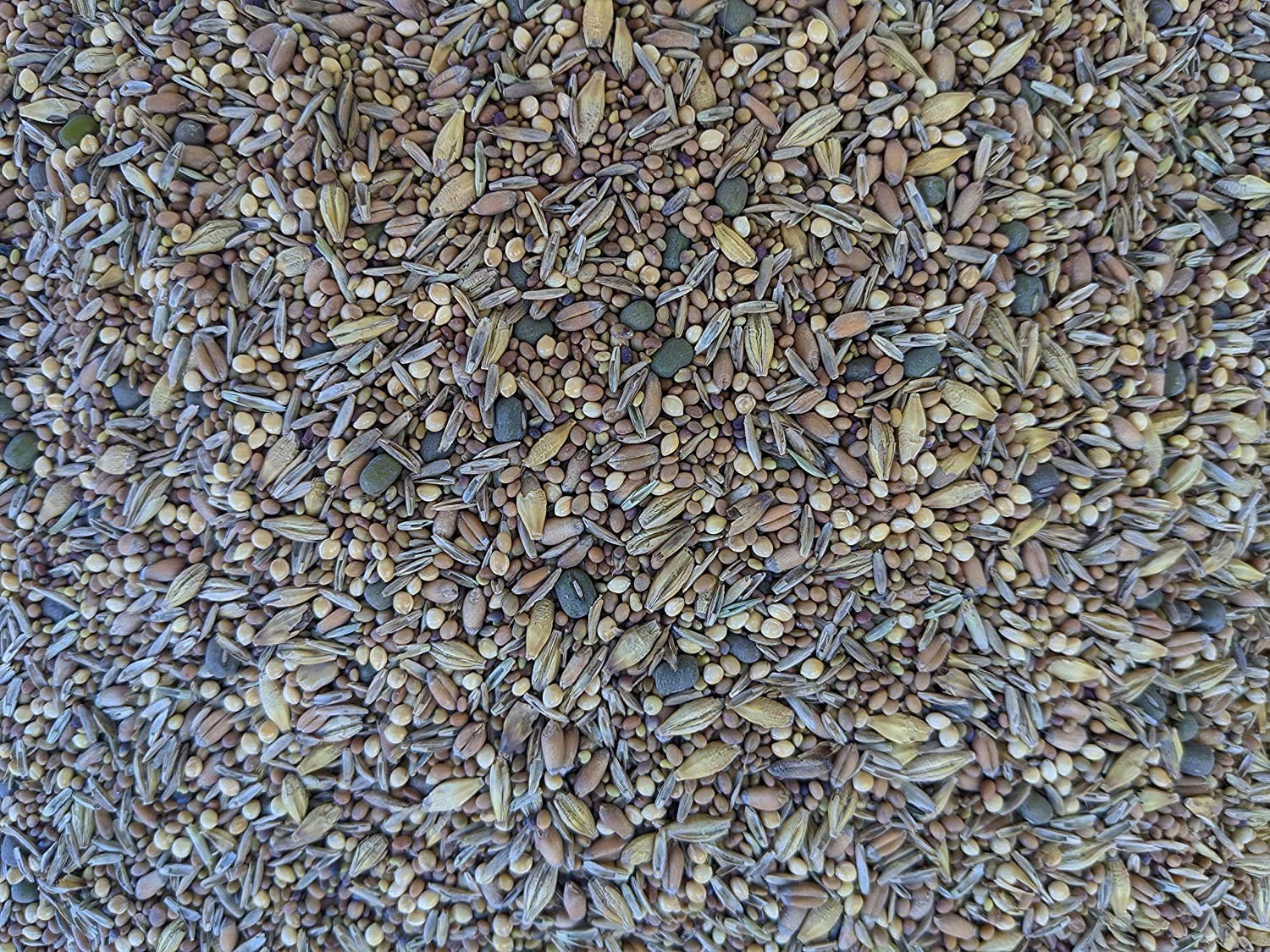 Chicken Pasture Forage Seeds Mix 5 lb Bag of Clovers, Grains & Fodder