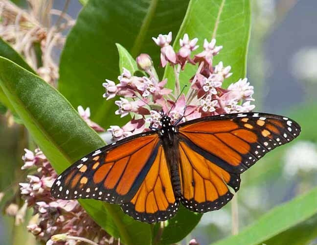 Landscaper’s Pack MONARCH BUTTERFLY BLEND Milkweed Pollinator Garden 3000 Seeds