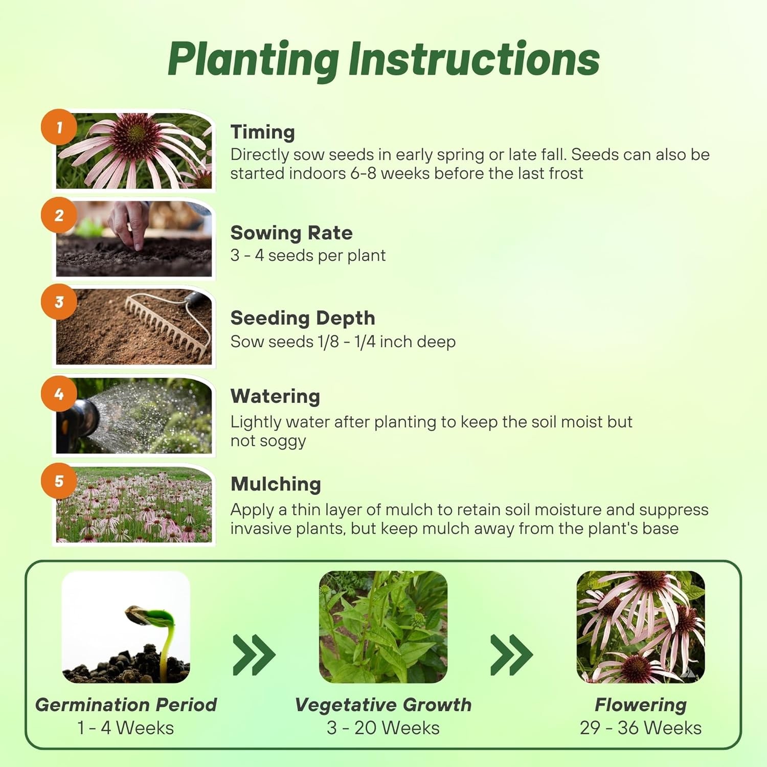 1 LB Echinacea Pallida Drought Tolerant Pale Purple Coneflower Flower Seeds