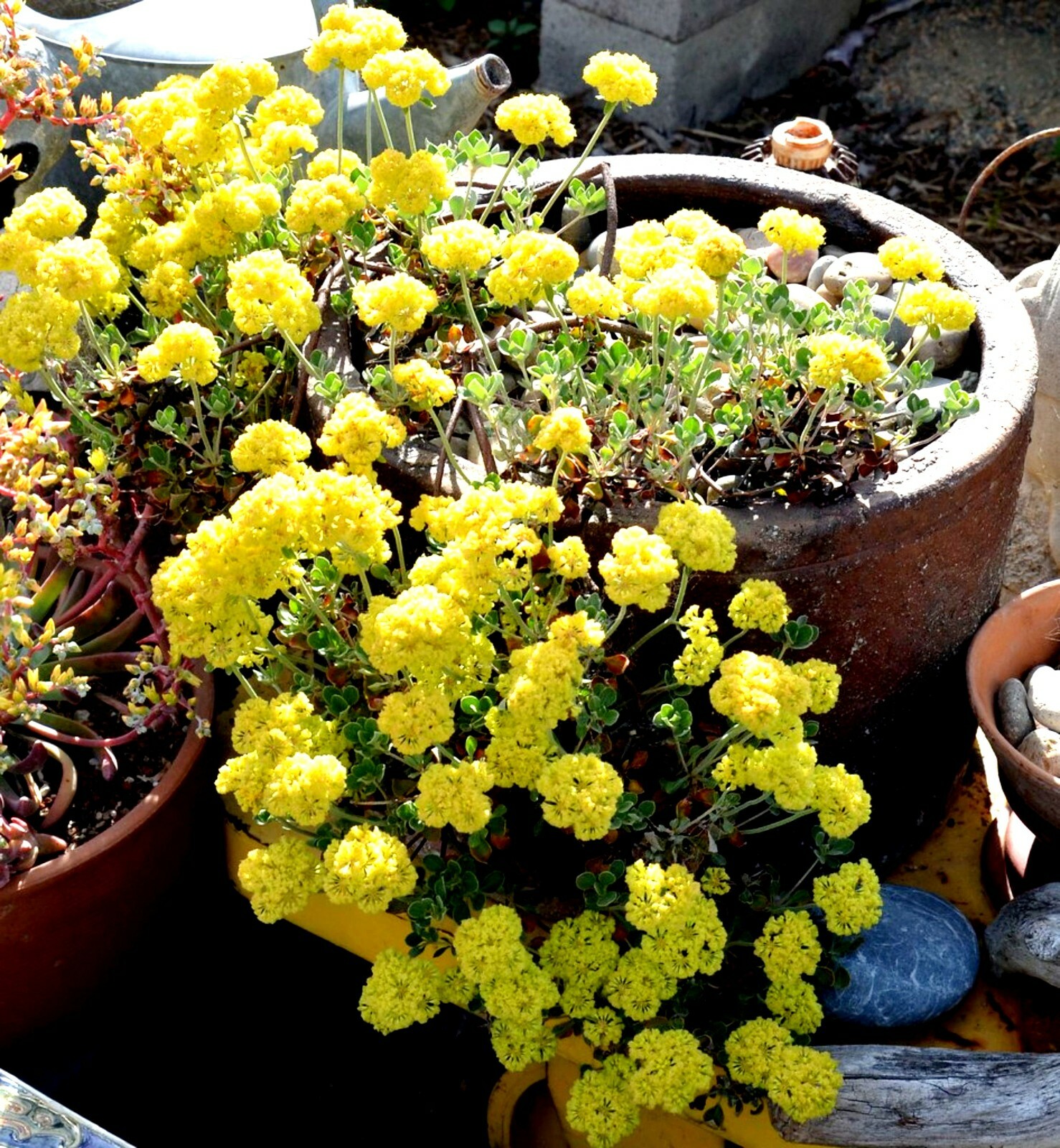 Sulphurflower BUCKWHEAT Flower Eriogonum umbellatum beautiful flower Yellow