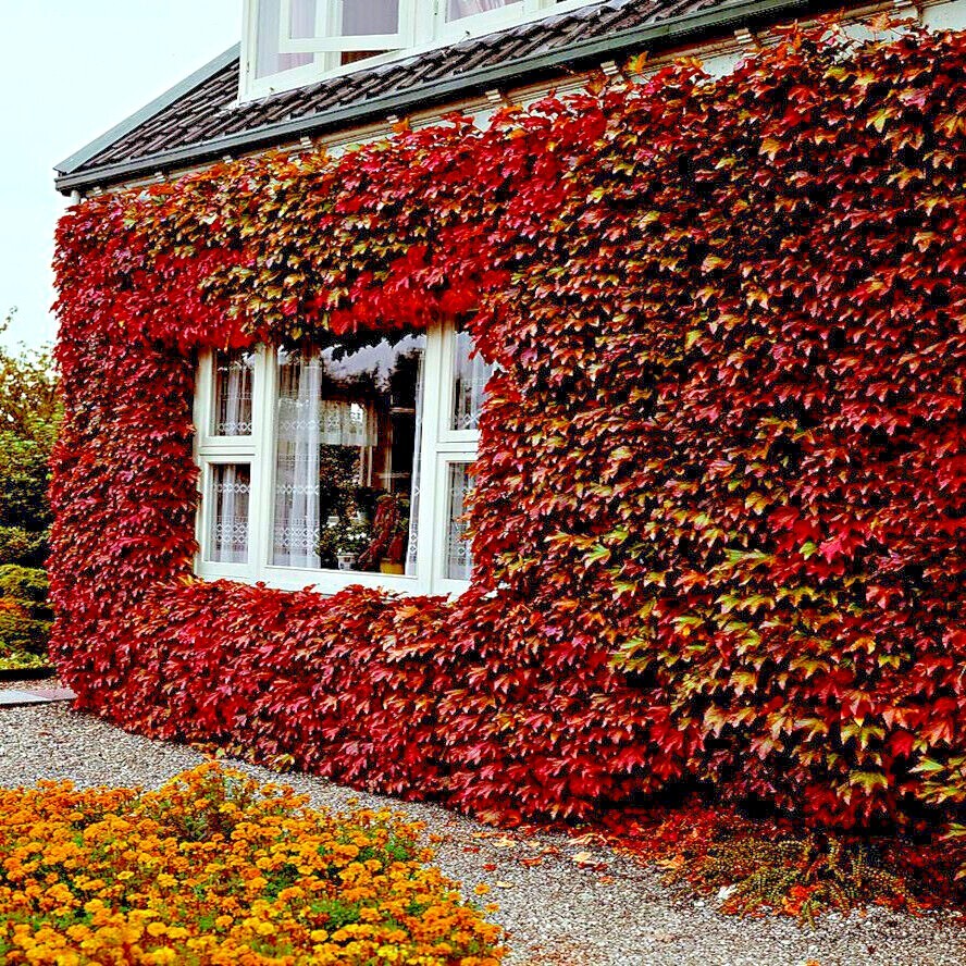 Virginia Creeper Vine Seeds Parthenocissus quinquefolia Fast Hardy Climber Plant