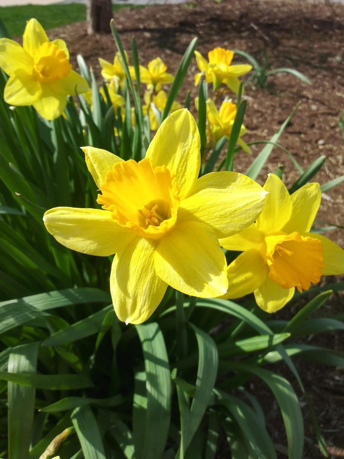 Dutch Master Yellow Daffodil Bulbs Small Pack Plant in Flower Bed