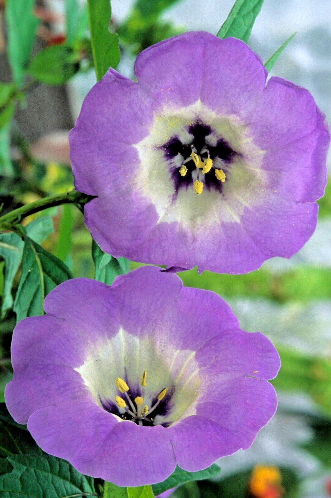rare variegated shoofly plant 100 seeds, Nicandra Phsalodes Var. Splash of cream