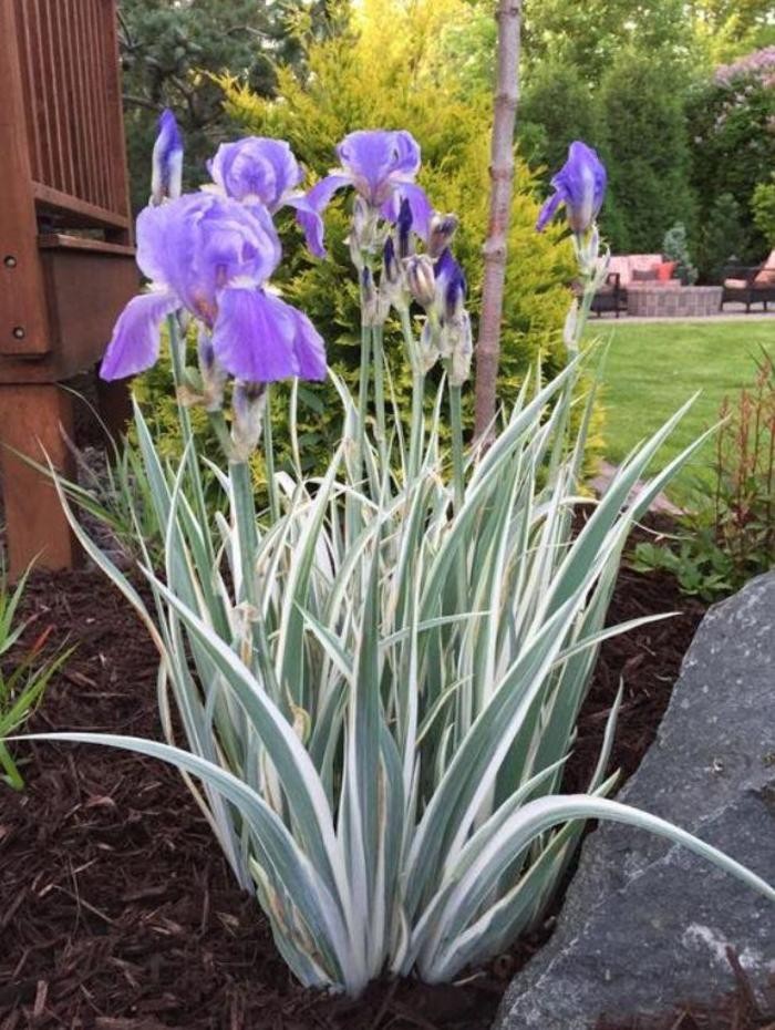 Tall Bearded Iris Purple Zebra White Green Freshly Dug 1 Rhizomes