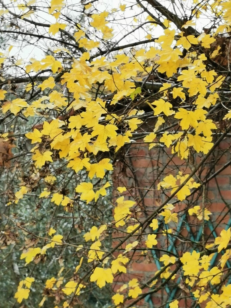 Field Maple Tree | Premium Seeds | Acer campestre ‘Fall’ | Plants’®
