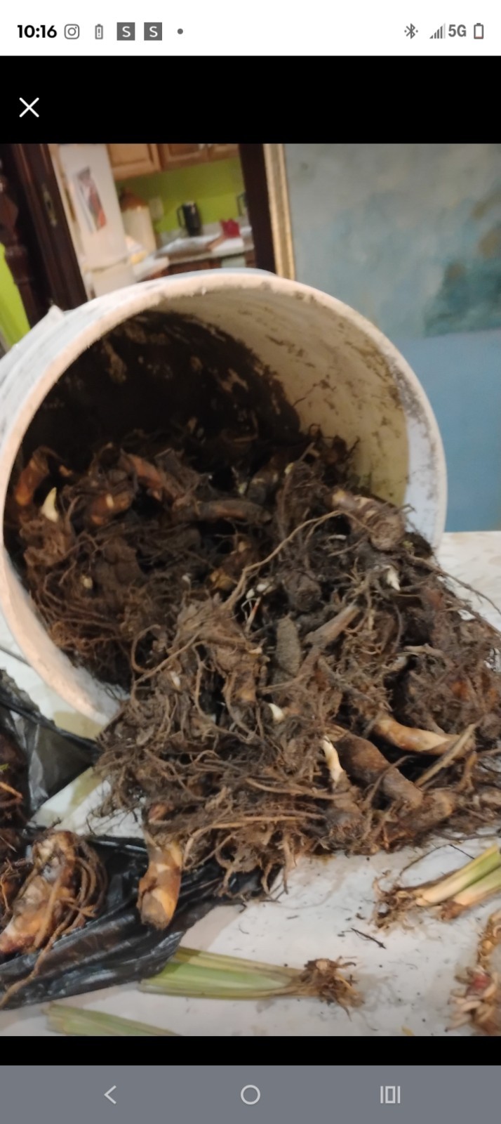Beautiful King Humbert Canna Lily Rhizomes 2 Bulbs Ready to Plant