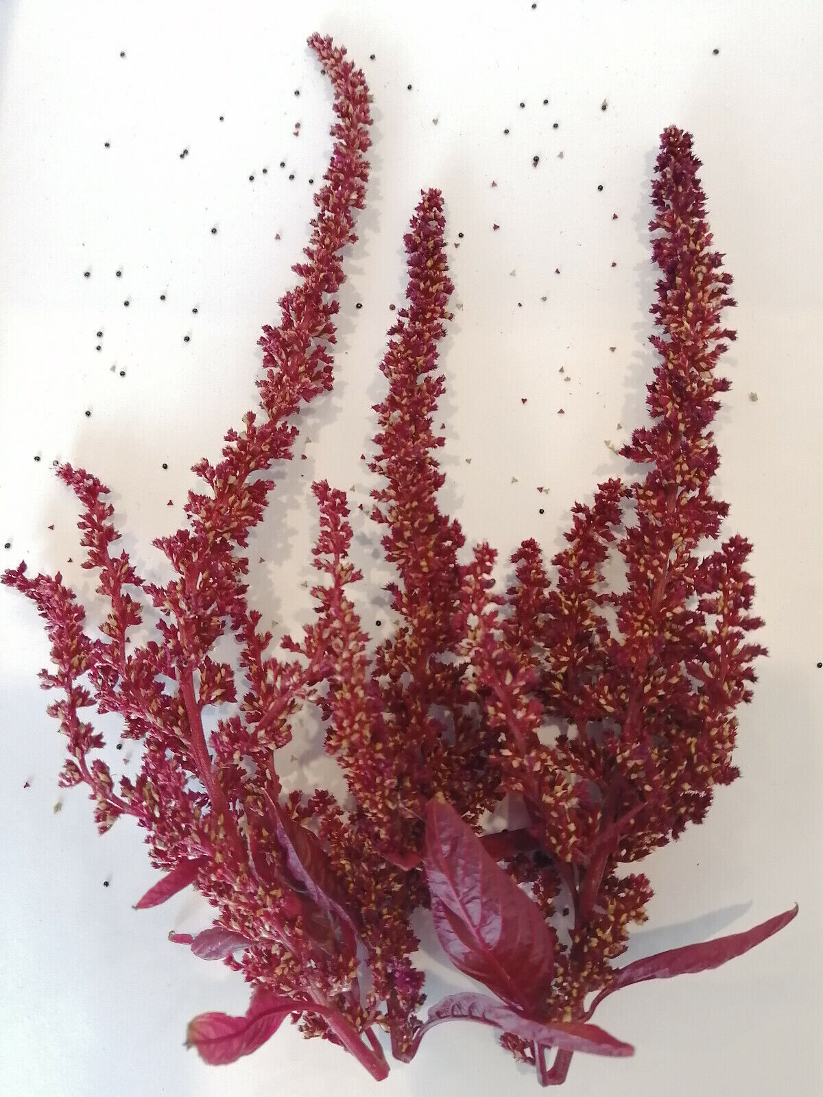 Hopi Red Dye Amaranth 500 Native Seeds Amaranthus cruentus, Vegetable & Flower