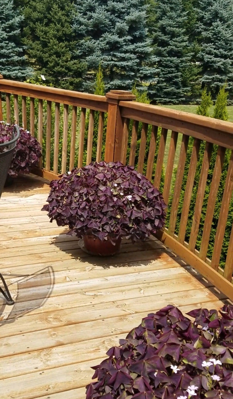 10 – Oxalis Tringularis, Purple Shamrock, Love Plant, Good Luck Plant – bulbs