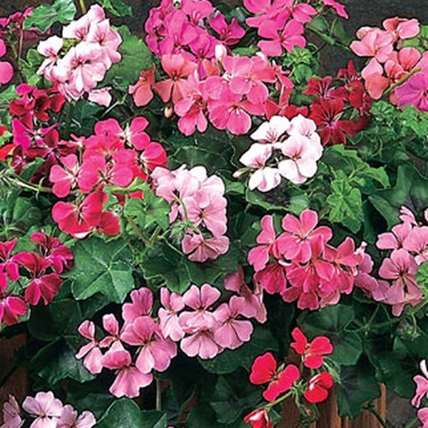 20 Seeds Flower Seed – Ivy Leaf Geranium Seeds Mix