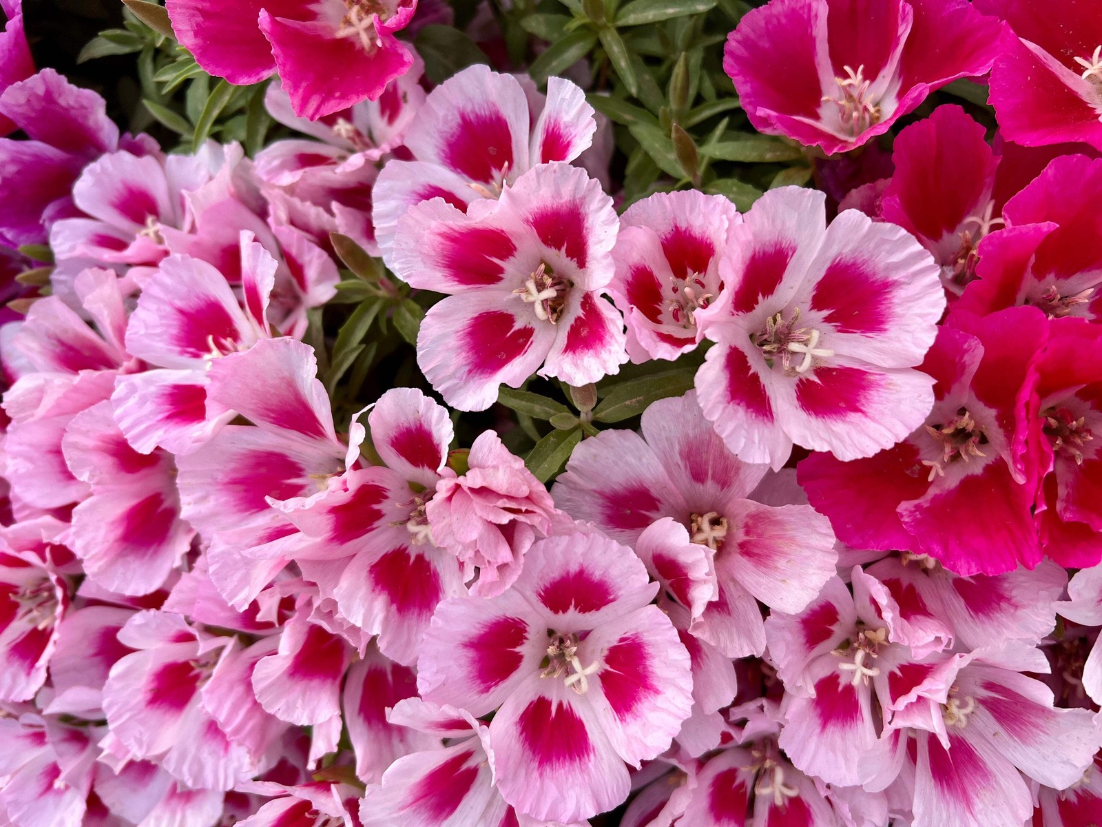 500 DOUBLE DEUCES GODETIA Grandiflora Clarkia Amoena Mixed BiColor Flower Seeds