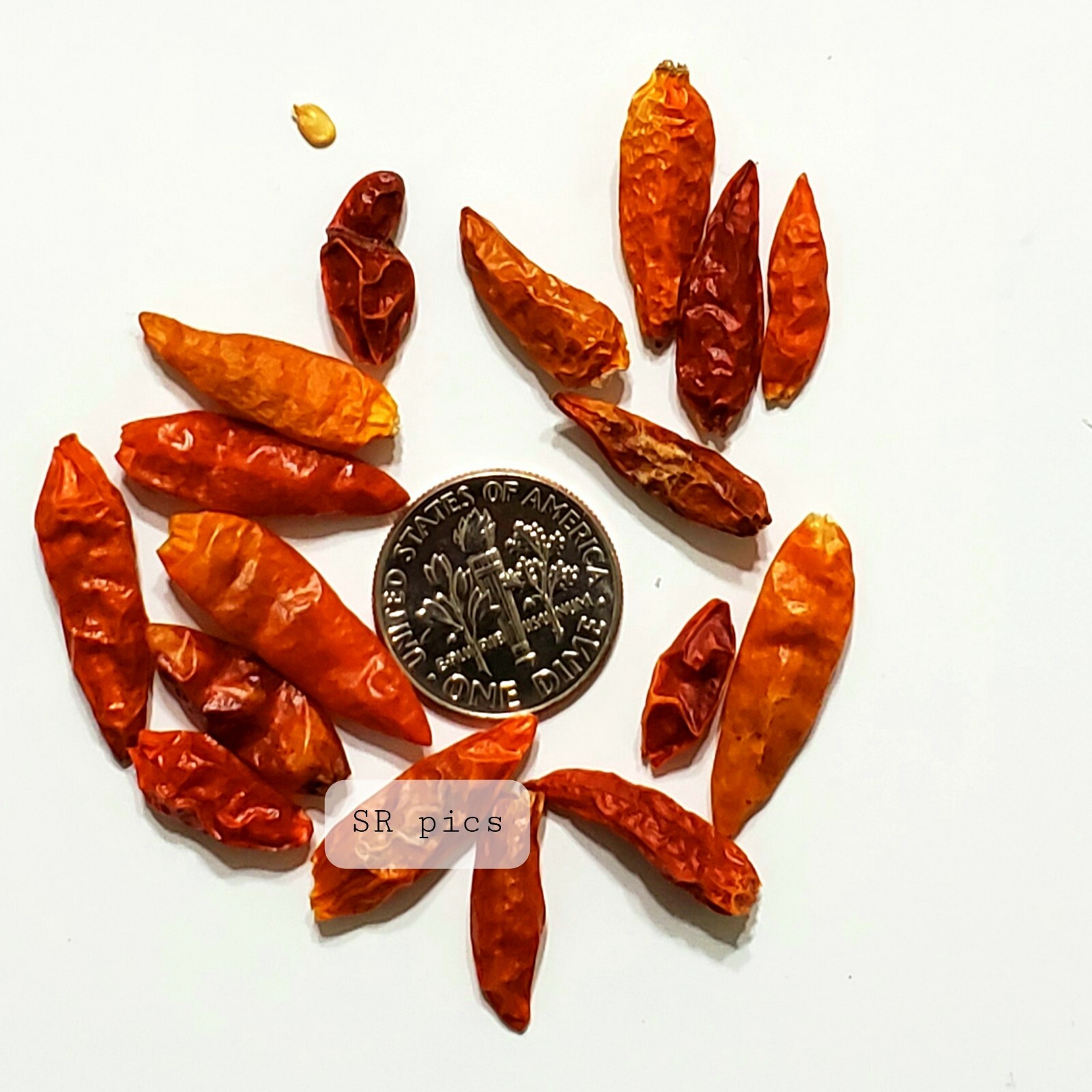 Kanthari / BirdsEye Chilli pepper HEIRLOOM 50+ seeds 100% Organic Grown in USA