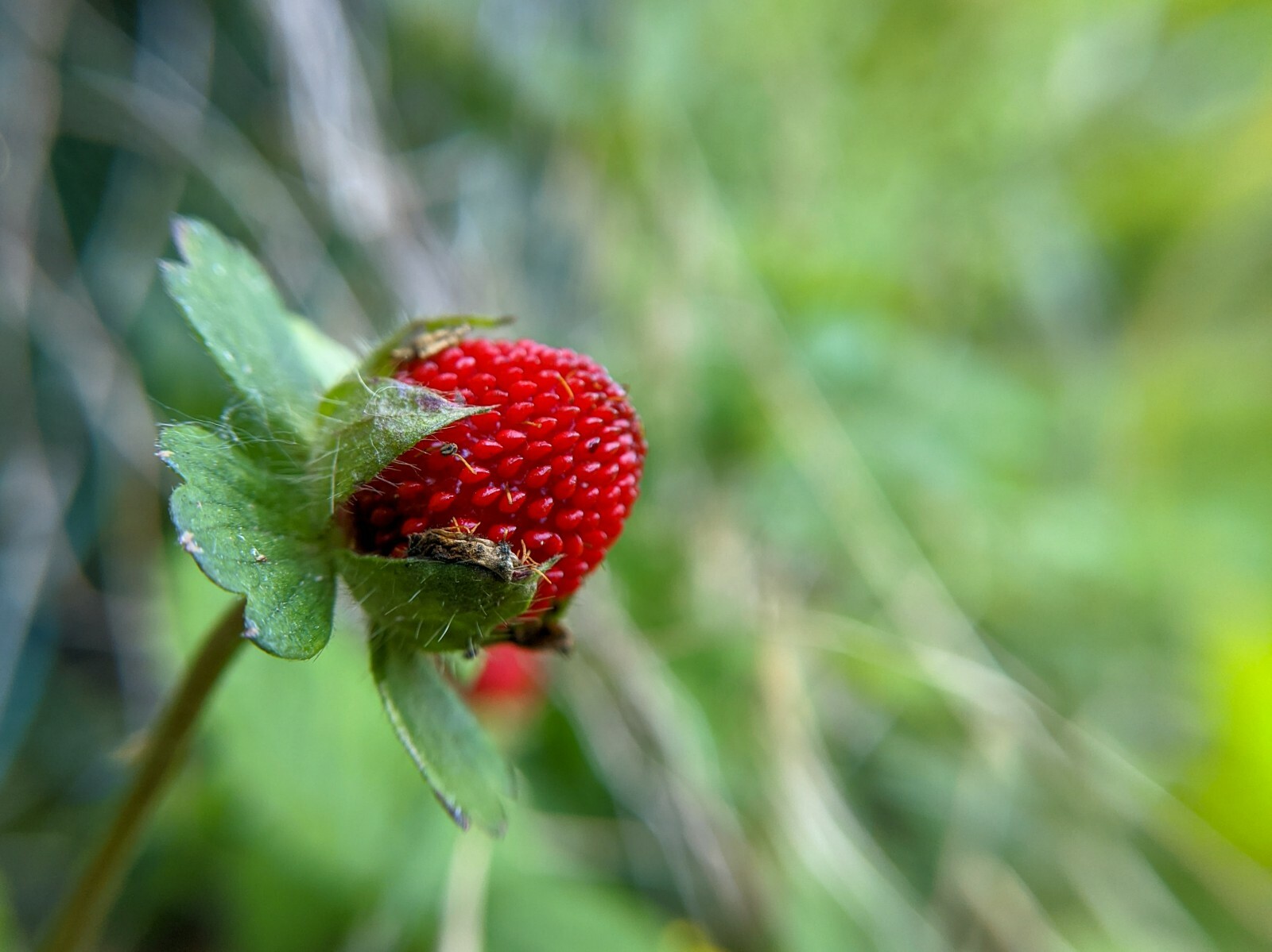 Alpine Strawberry Fragaria Vesca fast growing 100+ seeds Free Shipping!