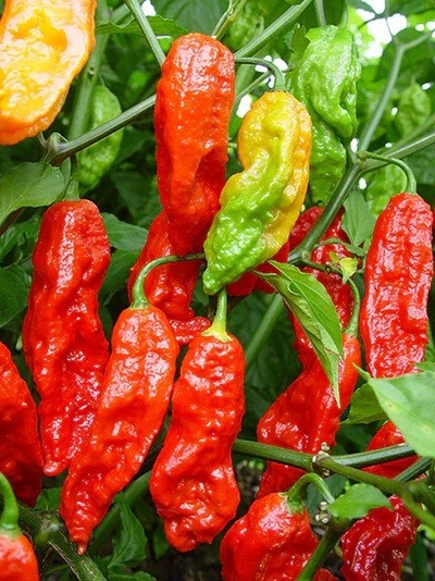 25 Red Bhut Jolokia Seeds Ghost Pepper HOT Chilli 900K-1M+ SHUS Bulk Wholesale
