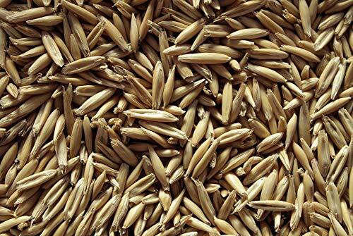 5 lb Whole Oat Seeds, Wildlife, Deer, Food Plot Forage
