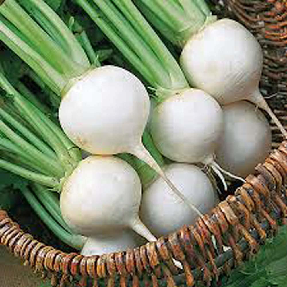 TURNIP SEED,TURNIP, WHITE EGG, HEIRLOOM, 500 SEEDS, NON GMO,VEGATABLE