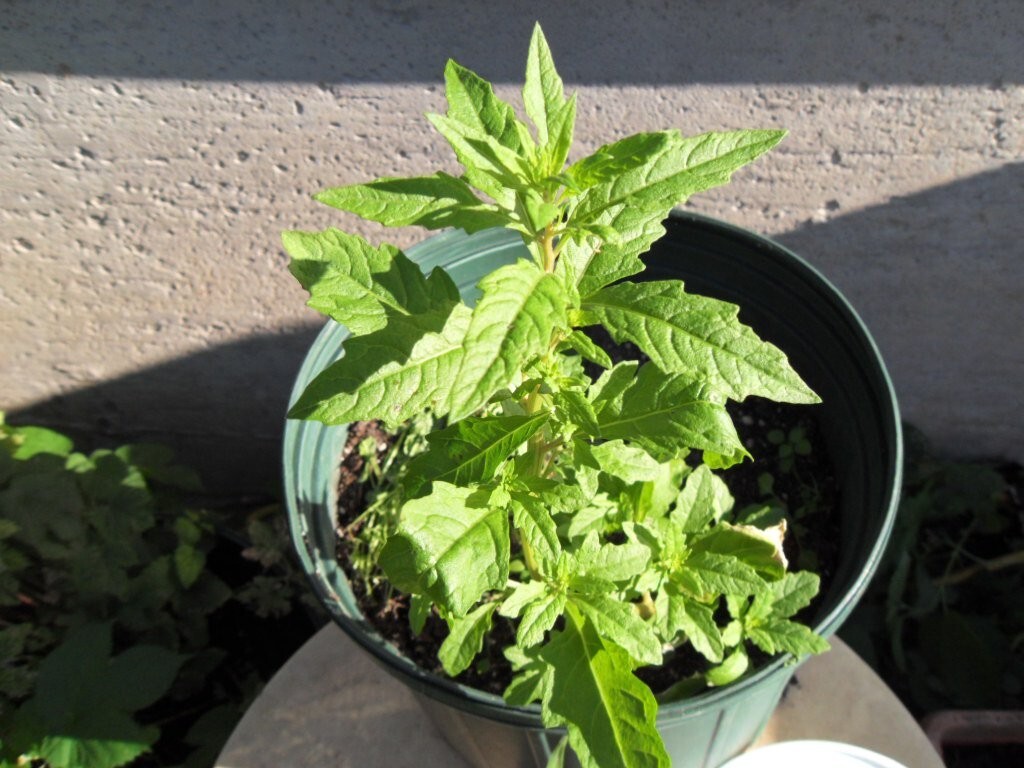 500 WILDCRAFTED EPAZOTE SEEDS -Mexican Herb non-GMO Chenopodium Ambrosoides