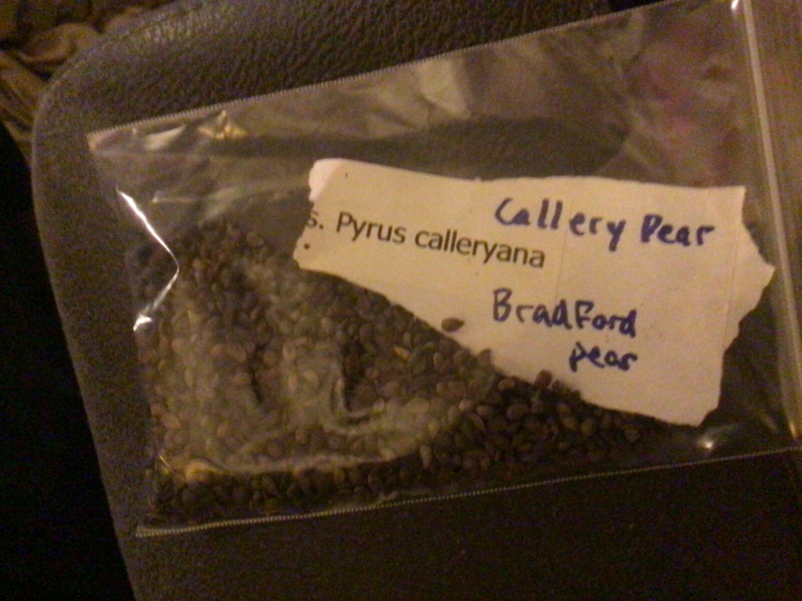 Bradford Pear Tree Seeds ((Pyrus calleryana)(Callery Pear)