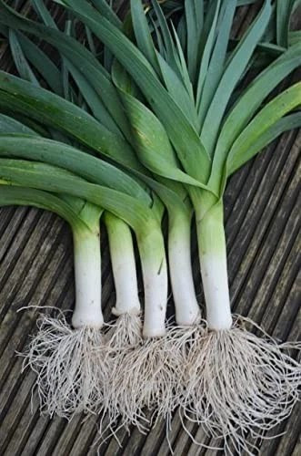 500+ CARANTAN LEEK SEEDS — LARGE ——— HEIRLOOM