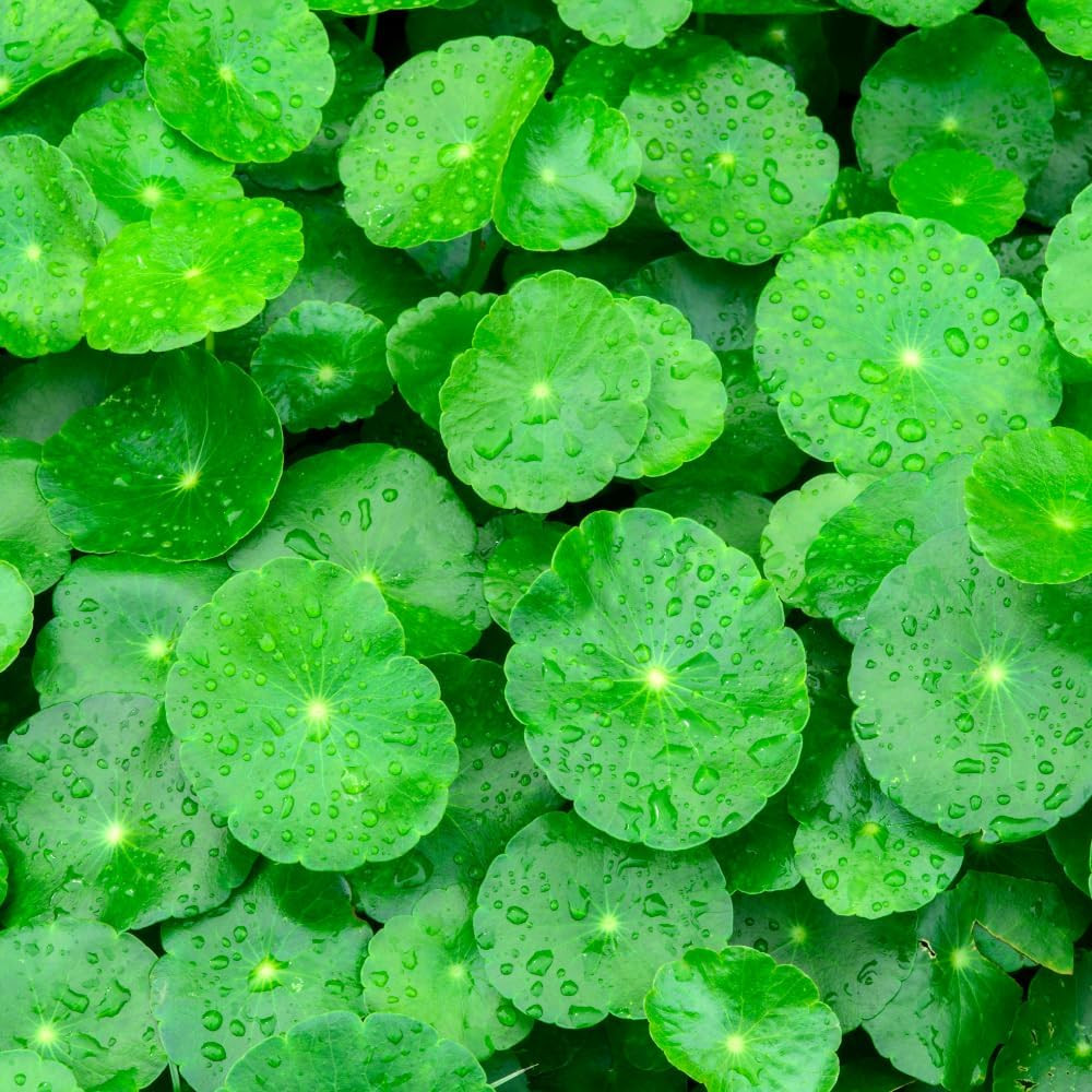 1100 Green Gotu Kola Seeds – Hat Rau Ma – Big Leaf Seed Centella Asiatica