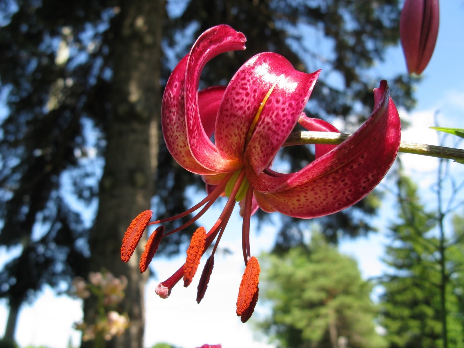 Lilium x Martagon Painted Ladies | 5_Seeds