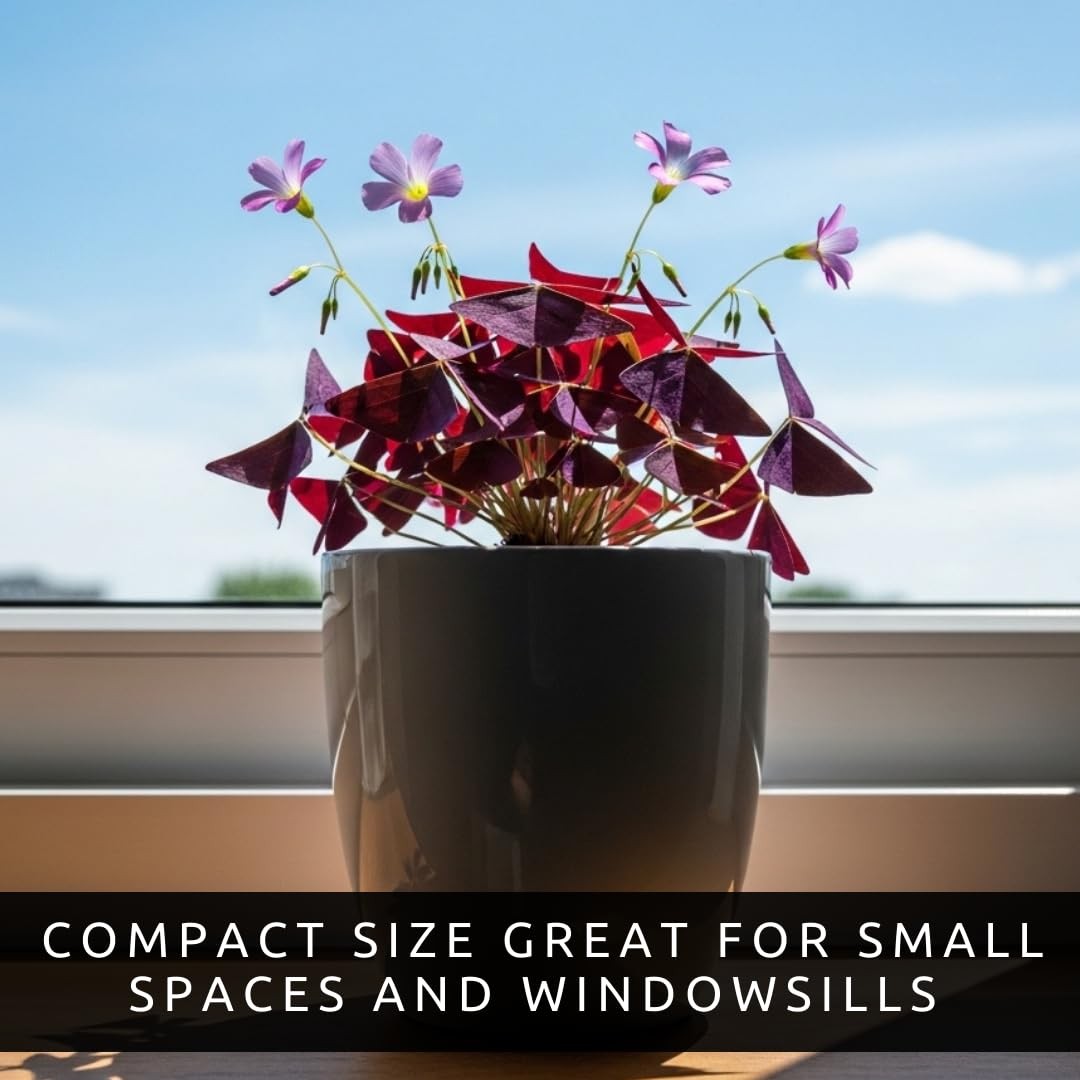 Oxalis Triangularis Bulbs Purple Shamrock False Shamrock Good Luck Plant