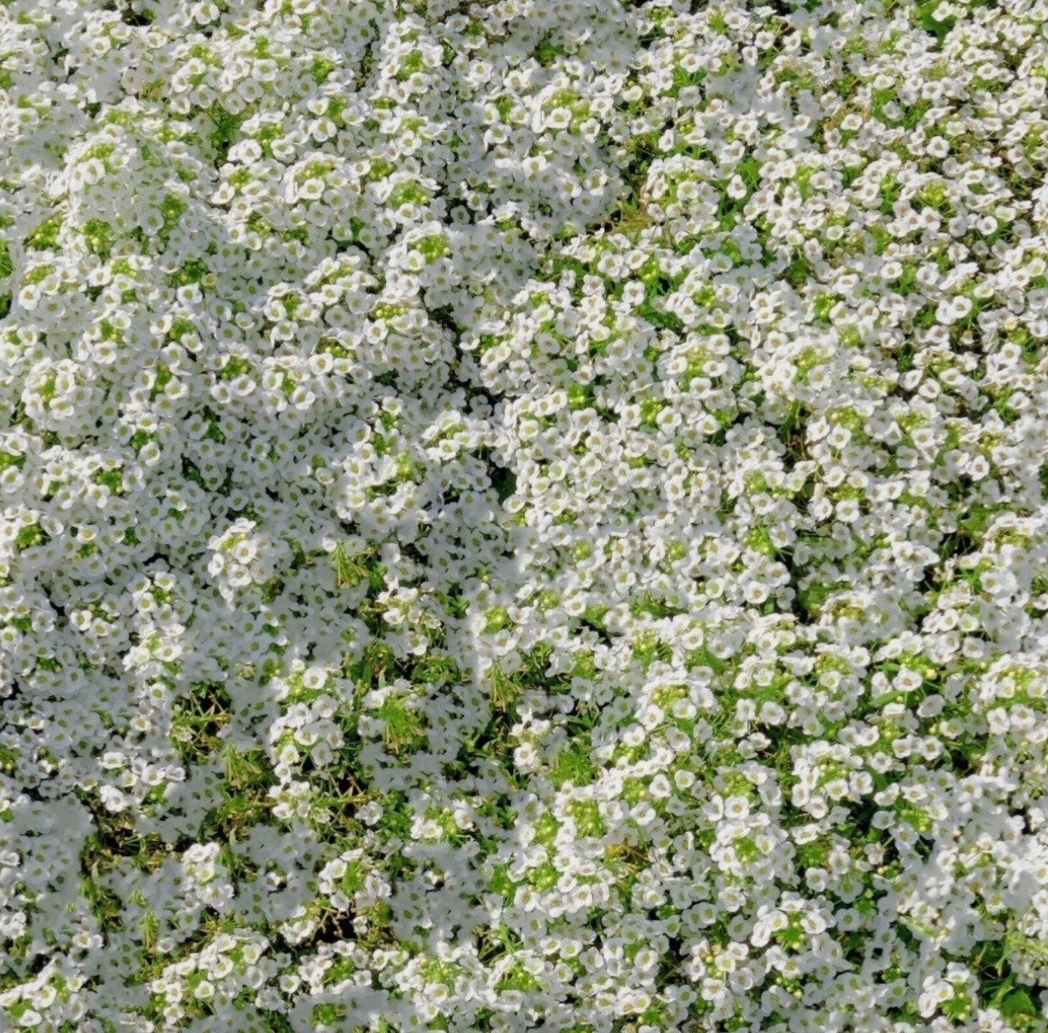 Fresh Sweet Alyssum Seeds, Carpet of Snow White Fragrant Ground Cover 🇺🇸 USA
