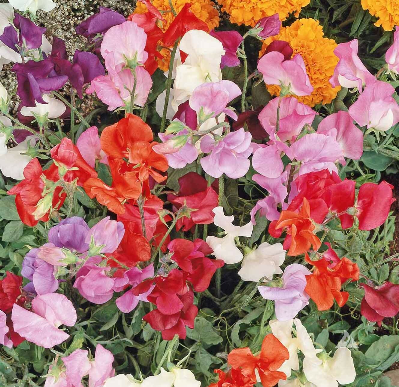Sweet Pea KNEE HIGH Mix 36″ Dwarf Vine Great for Containers! Non-GMO 50 Seeds!