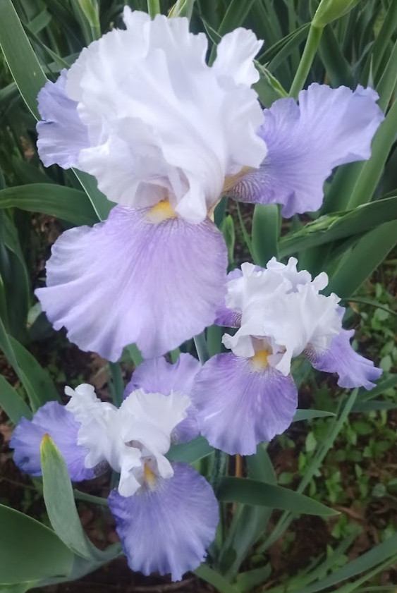 (4) TALL BEARDED IRIS RHIZOME RANDOM MIX BEAUTIFUL FLOWERS ROOT GARDEN PLANTS